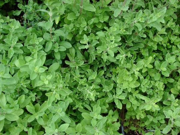 Marjoram